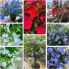 Generic Plumbago auriculata di resistenti di resistenti giardino 200semi