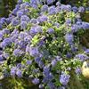 le Georgiche Pianta vera di Ceanothus Autumnal Blue - Diametro Vaso Ø 16 cm