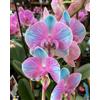Sfdytg Eccellente Cymbidium Orchid, Perenne, Resistente - Giardini e Balconi, Adatta ai principianti-5bulbi-F