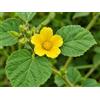 SaatPilot | Sida cordifolia | 10.000 semi | Bala | Malva indiana | Pianta succulenta | Interesse tutto l'anno