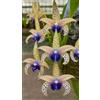 Sfdytg Mix Cymbidium Orchid, Perenne, Resistente - Giardini e Balconi, Adatta ai principianti-3bulbi-J