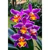 Sfdytg Mix Cymbidium Orchid, Perenne, Resistente - Giardini e Balconi, Adatta ai principianti-10bulbi-F