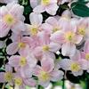le Georgiche Vivai le Georgiche - Pianta vera di Clematis montana Mayleen Clematis montana var. rubens 'Mayleen' Clematide di montagna - vaso Ø 15 cm - altezza alla vendita 60-80 cm