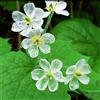 Generic scheletro Diphylleia grayi - adatto alla coltivazione in vaso 100semi