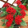 Generic 50 Pezzi Pentas Lanceolata Blumensamen Sternenhimmel Blumensamen Reinigen Indoor Outdoor Bonsai Air Mischen Farben Pflanze