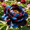 UIYERWC Peonia - Resistenti Perenne, Facile da curare, Decorazione naturale per il giardino, Ideale per giardini all'aperto-2Rizomi-C