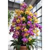 Sfdytg Eccellente Cymbidium Orchid, Perenne, Resistente - Giardini e Balconi, Adatta ai principianti-8bulbi-J