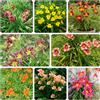 Generic hemerocallis - rare tappezzante resistente balcone esotiche 450semi