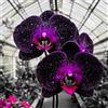 Sfdytg Mix Cymbidium Orchid, Perenne, Resistente - Giardini e Balconi, Adatta ai principianti-5bulbi-A