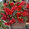 Generic Begonia (Tuberosa Doppia Rossa Rossa) Grande Contenitore Giardino Aiuola Patio