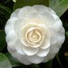 Generic Camellia Japonica Bianca - Camélia japonais - 10 grani