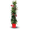 Générique Attitude Jardin - Dipladenia piramide - pianta fiorita - 100-110 cm - ⌀ 17 cm - pianta da interno ed esterno - fiore rosso