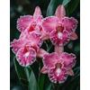 Sfdytg Eccellente Cymbidium Orchid, Perenne, Resistente - Giardini e Balconi, Adatta ai principianti-15bulbi-A