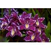 Sfdytg Eccellente Cymbidium Orchid, Perenne, Resistente - Giardini e Balconi, Adatta ai principianti-15bulbi-H