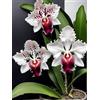 Sfdytg Mix Cymbidium Orchid, Perenne, Resistente - Giardini e Balconi, Adatta ai principianti-15bulbi-H