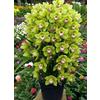 Sfdytg Mix Cymbidium Orchid, Perenne, Resistente - Giardini e Balconi, Adatta ai principianti-3bulbi-B