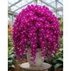 Sfdytg Mix Cymbidium Orchid, Perenne, Resistente - Giardini e Balconi, Adatta ai principianti-8bulbi-C