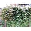 Generic 1 Pianta di CLEMATIDE ARMANDII (PIANTA SEMPREVERDE) Arbusto Fiorito Vaso 16Cm
