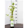 MODIPITRE Pianta di Actinidia Arguta Issai Mini Kiwi Autofertile MODIPITRE