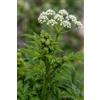 SaatPilot | Conium maculatum | 300 semi | Cicuta maggiore | Cicuta maggiore | Cicuta | PIANTA ALTAMENTE VELENOSA