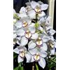Sfdytg Eccellente Cymbidium Orchid, Perenne, Resistente - Giardini e Balconi, Adatta ai principianti-3bulbi-G