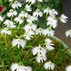 Generic Habenaria radiata - orchidee balcone in vaso di selvatici esotici primaverili, resistenti in vaso giardino di interno 200semi