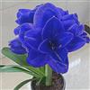 KMIODS Rizoma Di Amaryllis, Resistenti Al Freddo E Alla Siccità, Facile Da Coltivare, Adatto A Primavera E Autunno-1 rizoma-B