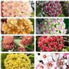 Generic Hoya - balcone rampicanti resistenti giardino balcone 150semi