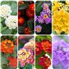 Generic lantana, lantana - primaverili, resistenti in vaso giardino, balcone siepi, resistenti, ufficio sempreverdi ombra, giardino 600semi