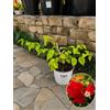 POWERS TO FLOWERS BOUGAINVILLEA ROSSA, VASO 17 CM DIAMETRO, OFFERTA ULTIMI 10 PEZZI!!! BUGANVILLEA, piante vere
