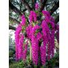 Sfdytg Mix Cymbidium Orchid, Perenne, Resistente - Giardini e Balconi, Adatta ai principianti-5bulbi-D