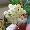 POWERS TO FLOWERS - HOYA KROHNIANA, Pianta giovane, Pianta vera