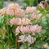 Generic Bulbi di giglio di ragno, resistenti bulbi Lycoris radiata, da balcone amica bulbi Le perenni sono 3pcs