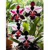 Sfdytg Mix Cymbidium Orchid, Perenne, Resistente - Giardini e Balconi, Adatta ai principianti-10bulbi-G