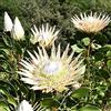 Generic protea reale - pluriennale ufficio in vaso crescita naturale lungo 30semi