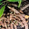 Generic Curcuma per resistenti esterno in vaso giardino di al coperto sul balcone appartamento sostenibili giardino roccioso 100semi