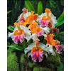 Sfdytg Eccellente Cymbidium Orchid, Perenne, Resistente - Giardini e Balconi, Adatta ai principianti-3bulbi-D