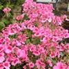 Generic Diascia barberae - copertura terreno giardino balcone di 100semi