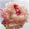 VJIDOSO Peonia,Garden,Molto grande,resistente all'inverno,Decorazione Eccellente,facile da curare,bellissima.-2cipolle-H