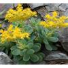 Generic 2 Talee - sedum palmeri s watson | 3 Talee, sedum palmeri s watson