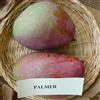 le Georgiche Vivai le Georgiche - Pianta vera di Mangifera indica Palmer Mango 'Palmer' - altezza alla vendita 80-100 cm
