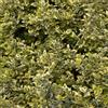le Georgiche Vivai le Georgiche - Pianta vera di Euonymus fortunei Emerald'n Gold - vaso Ø 17 cm