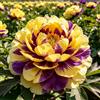 UIYERWC Peonia - Resistenti Perenne, Facile da curare, Decorazione naturale per il giardino, Ideale per giardini all'aperto-4Rizomi-D