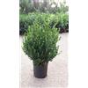 Vivai Decandia Giovanni PIANTA DI BUXUS BOSSO FAULKNER VASO CM 24 ALTEZZA 40/50 CM siepe