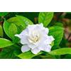 Generic 10 morceaux de fleurs de gelsomino del Capo: Graines