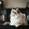 RTSHUK Rete per gatti per balcone, 8 x 3 m, rete di protezione per gatti con corda di fissaggio e accessori, nera, rete di protezione per uccelli, rete da balcone per gatti, rete per piccioni, balcone, per