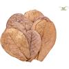 Garnelio Naturprodukte seemandel Albero Foglie/Catappa Foglie - Small - 12 PZ