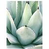 OYFFL Poster di Piante grasse Foglia di Palma Monstera Stampe botaniche Decorazione murale Piante Tropicali Poster per Arredamento della Camera (9,50 * 70cm Senza Cornice)