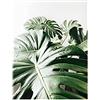 OYFFL Poster di Piante grasse Foglia di Palma Monstera Stampe botaniche Decorazione murale Piante Tropicali Poster per Arredamento della Camera (1,50 * 70cm Senza Cornice)