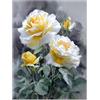 HOQIU Quadro fiori Rose gialle e bianche quadri moderni, stampe su tela, per soggiorno, camera da letto e bagno(Multicolore)-30x40cm Non incorniciato